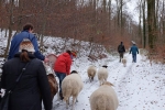Waldwanderung mit Schafen 12