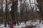 Waldwanderung mit Schafen 02