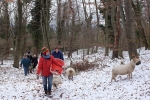 Waldwanderung mit Schafen 04
