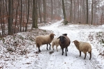 Weg zu den Etzwiesen 08