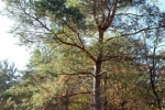 Vermessung Teich Malcher Tanne 07 Horstbaum