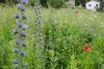 Blütenpracht auf der Bienenweide 2