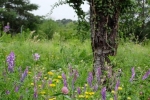 Blütenpracht auf der Bienenweide 3