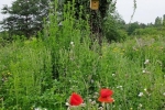Blütenpracht auf der Bienenweide 4