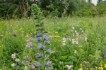 Blütenpracht auf der Bienenweide 5