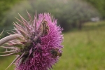 Distelblüte mit Wildbienen 1