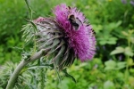 Distelblüte mit Wildbienen 2
