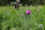 Distelblüte mit Wildbienen 3