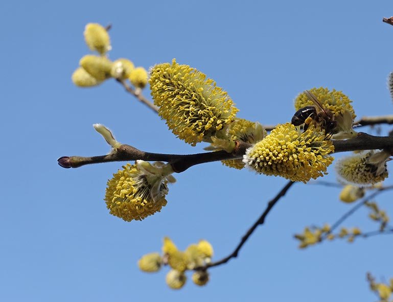 Bienenweide - Blühender Weidenbaum 4
