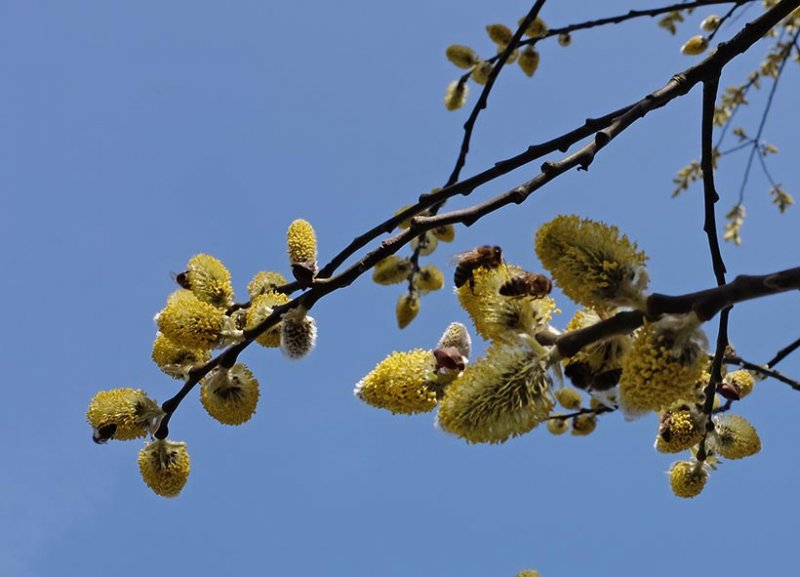 Bienenweide NABU SeeheimJugenheim