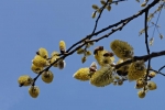 Bienenweide - Blühender Weidenbaum 2