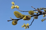 Bienenweide - Blühender Weidenbaum 3