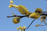 Bienenweide - Blühender Weidenbaum 4