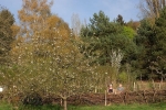 Blüten am Wühlmausgarten