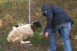 Schafweide 05