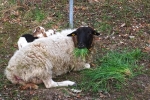 Schafweide 06