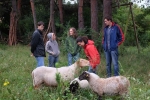 Schafgruppe bei der Böckchenherde 3
