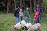 Schafgruppe bei der Böckchenherde 4