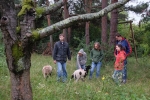Schafgruppe bei der Böckchenherde 5