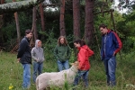 Schafgruppe bei der Böckchenherde 2