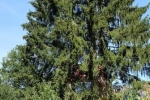 Baumhaus 3