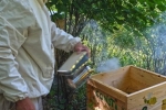 Bienen-Fütterung 2