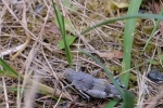 Blauflügelige Ödlandschrecke (Oedipoda caerulescens)