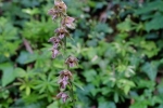 Breitblättrige Stendelwurz (Epipactis helleborine) 1