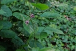 Breitblättrige Stendelwurz (Epipactis helleborine) 2