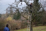 Baumschnitt Bipsweide 03
