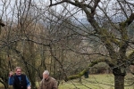 Baumschnitt Bipsweide 04
