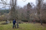 Baumschnitt Bipsweide 05