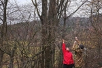 Baumschnitt Bipsweide 07