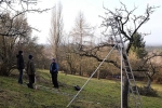 Baumschnitt Bipsweide 10