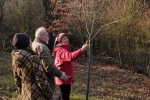 Baumschnitt Bipsweide 11