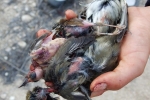 Vogelmord Grasmücken vom Leimrutenfang