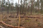 Pflanzaktion-im-Gemeindewald-Seeheim-30-10x27s
