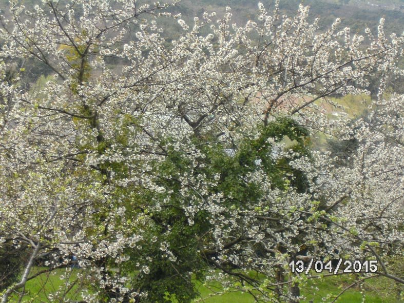 08 Kirschblüte in Eckis Garten