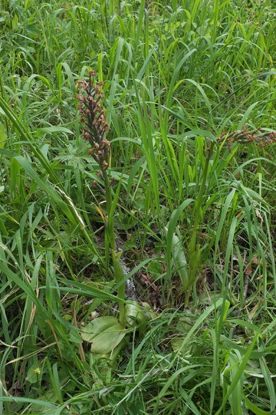 Orchideenwiese Schmallert - Orchis militaris Samenstand 2