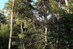 Einsatz-Wald-Odenwaldstrasse-11-10x15s