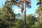 Einsatz-Wald-Odenwaldstrasse-12-10x15s