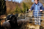 Schafe auf den Etzwiesen 2