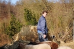 Schafe auf den Etzwiesen 3