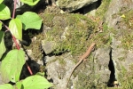 Mauereidechse 3