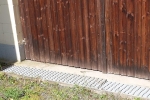 Mauereidechse an der NABU-Garage 1