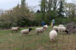 Schafe-auf-der-Götterbaumweide-03-10x50s