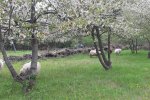 Schafe-auf-der-Götterbaumweide-08-10x13s