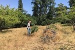 Götterbaumweide 4 10x15s