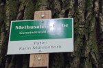 Schild-Methusalem-Eiche-17-10x13s
