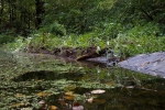 Dornbachteich 7